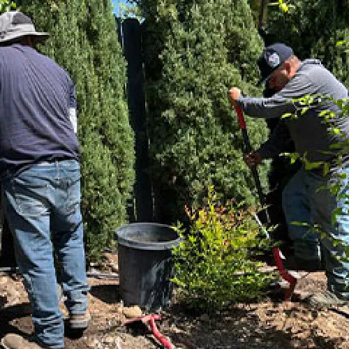 Tree Planting